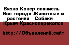 Вязка Кокер спаниель - Все города Животные и растения » Собаки   . Крым,Красноперекопск